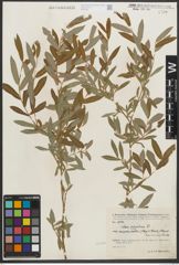Foto von Salix purpurea subsp. amplexicaulis (Bory) C. K. Schneid.